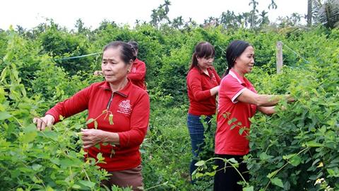 Nam Định nâng tầm sản phẩm OCOP đặc trưng của địa phương