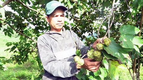 Sinh kế mới tăng thu nhập cho người dân miền núi Quảng Trị