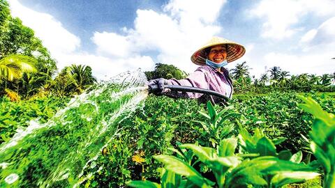 Nhà vườn tất bật chăm sóc hoa Tết 