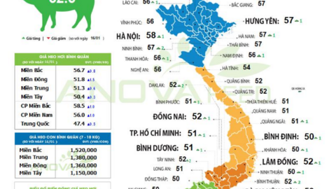 Giá lợn hơi tiếp đà tăng đồng loạt