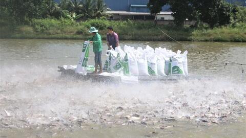 Để ngành hàng cá tra xuất khẩu phát triển ổn định, an toàn 