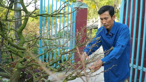 Thỏa niềm đam mê với nghề trồng mai  