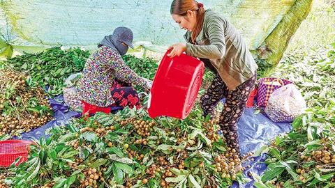 Nhãn tăng giá, giá heo hơi khởi sắc, giá phân bón tăng 