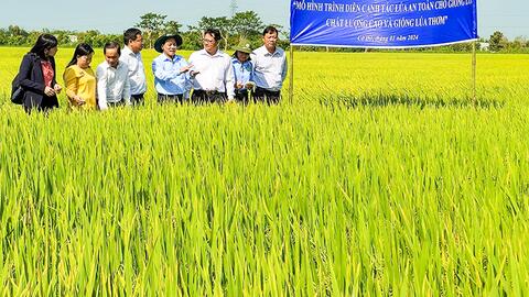 Chuyển giao kỹ thuật canh tác lúa an toàn và trình diễn, giới thiệu giống lúa chất lượng cao OM3 và lúa thơm OM8 