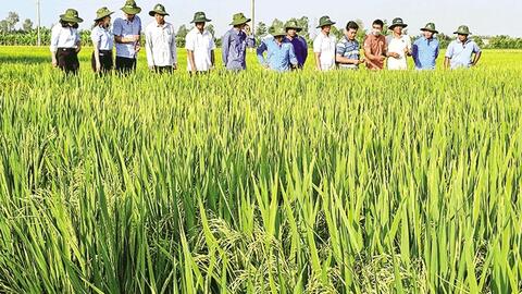 Giá lúa giảm trở lại, giá trái chôm chôm giảm, mít Thái bán được giá cao 