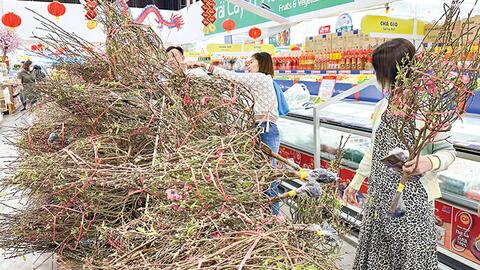Đào cành, tuyết mai, thanh liễu... được ưa chuộng 