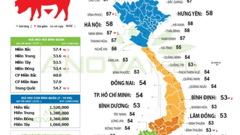 Giá lợn hơi tiếp tục hạ nhiệt các ngày sau Tết, thấp hơn cả giá lợn Trung Quốc