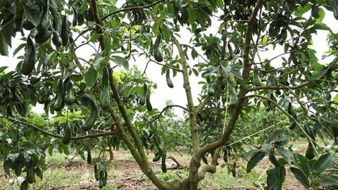 Đắk Nông: Sản xuất mỹ phẩm từ trái bơ