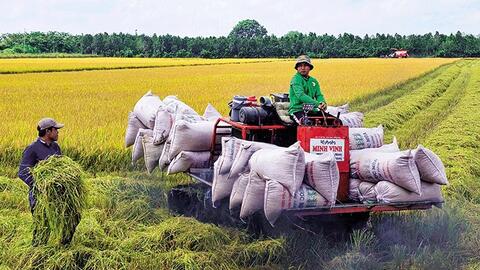 Giá lúa đông xuân giảm mạnh khi mới bước vào vụ thu hoạch 