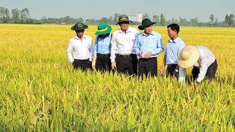 Lúa đông xuân vào mùa thu hoạch rộ 