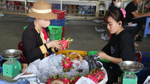 Thanh long Tiền Giang thuyết phục thị trường khó tính 
