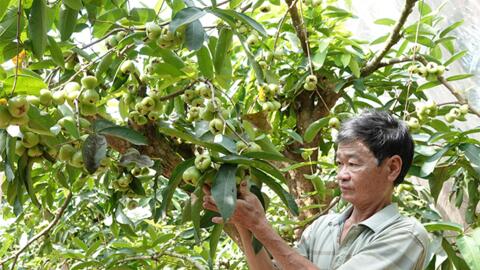 Thu trăm triệu mỗi năm nhờ cho mận "ngủ mùng" 