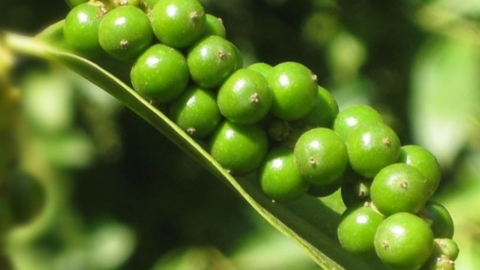 Giá tiêu hôm nay ở khu vực Tây Nguyên và Đông Nam bộ gần như chững lại, vì sao?