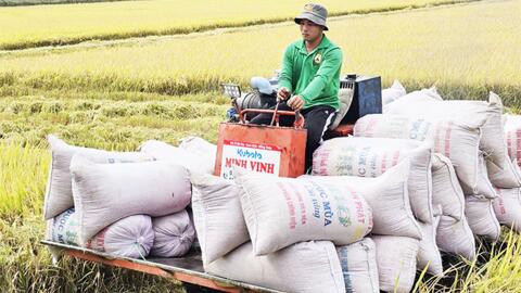 Phát huy vai trò tích cực của thương lái trong chuỗi ngành hàng lúa gạo 