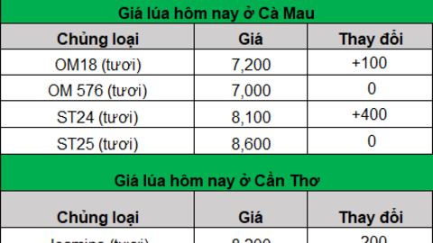Giá gạo tiếp đà giảm, giao dịch chậm, nhiều kho ngưng mua