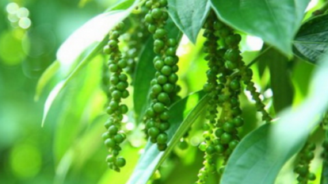Giá hạt tiêu hôm nay chững tại các vùng nguyên liệu trọng điểm