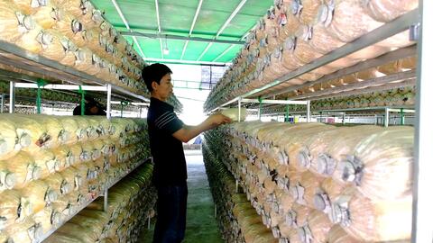 Vĩnh Thạnh phát triển sản xuất thúc đẩy xây dựng nông thôn mới 
