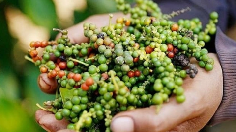 Giá tiêu hôm nay mất mốc 95.000 đồng/kg