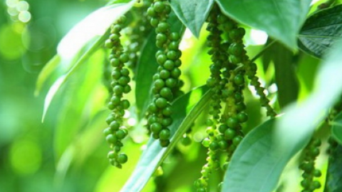 Giá tiêu tiếp tục giảm rất mạnh