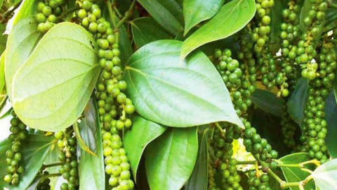 Giá tiêu vẫn giảm liên tiếp, mức thu mua thấp nhất tại "thủ phủ tiêu" Đồng Nai