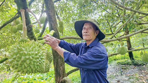 Liên kết phát triển bền vững ngành hàng sầu riêng 