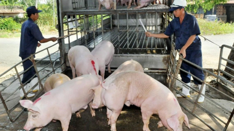 Mức giá 67.000 đồng/kg lợn hơi lan rộng ra nhiều tỉnh phía Bắc, người nuôi lãi gần 30%