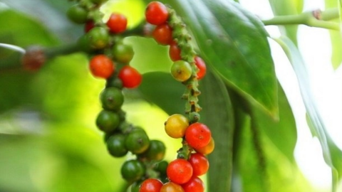Giá tiêu đang chịu áp lực điều chỉnh sau đợt tăng giá mạnh?