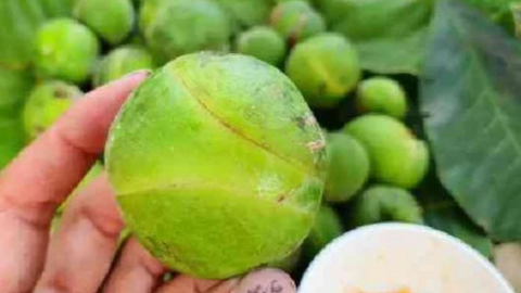 Loại quả dại xưa không ai ngó nay thành đặc sản mùa hè, 120.000 đồng/kg