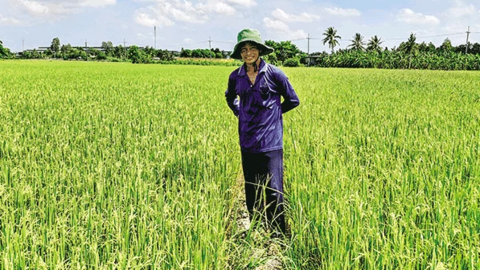 Nông dân kỳ vọng lúa hè thu có giá cao 