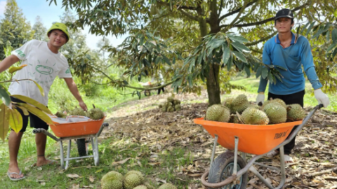 Rộn ràng mùa thu hoạch sầu riêng ở Cần Thơ 