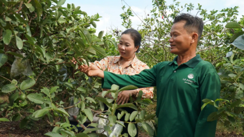 Làm giàu từ cây ổi ruột hồng 