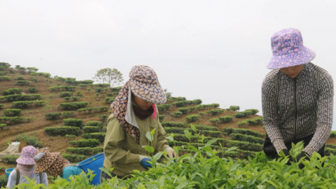 Hướng đi mới trong phát triển kinh tế ở xã vùng cao Lào Cai