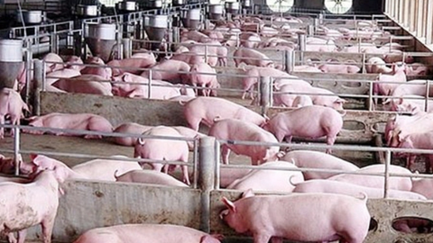 Giá lợn hơi chính thức cán mốc 70.000 đồng/kg, miền Trung cực khan hiếm lợn