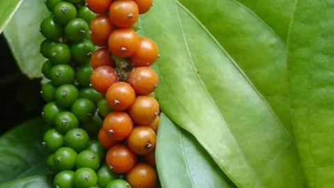 Giá tiêu lại tăng 'sốc', gần chạm mốc 130.000 đồng/kg