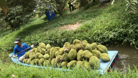 Sầu riêng lên ngôi nhưng vẫn cần tổ chức lại bài bản, căn cơ hơn 