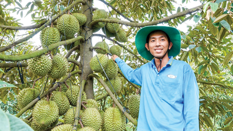 Trồng sầu riêng cho trái nghịch vụ kiếm tiền tỉ 