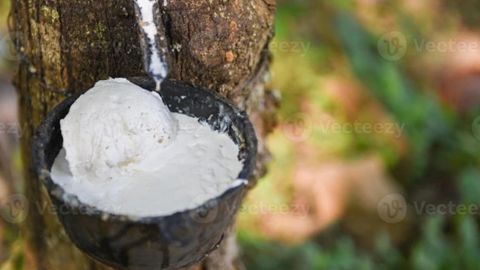 Thời tiết hỗ trợ giá cao su tăng trở lại, cạnh tranh xuất khẩu ngày càng khốc liệt