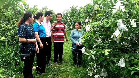 Ngọt thơm vị ổi ruột hồng 
