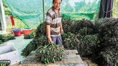 Cau non tăng giá, giá xoài tăng mạnh, heo hơi bán được giá cao 