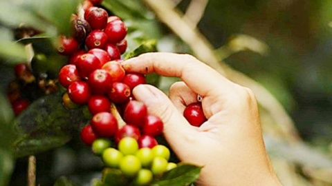 Tiềm năng Arabica tăng giá do lo ngại sản lượng Brazil, cà phê trong nước giảm nhẹ