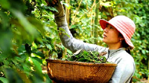 Giá tiêu hôm nay lại tăng vọt, Đắk Lắk, Bình Phước, Đắk Nông đạt đỉnh mới