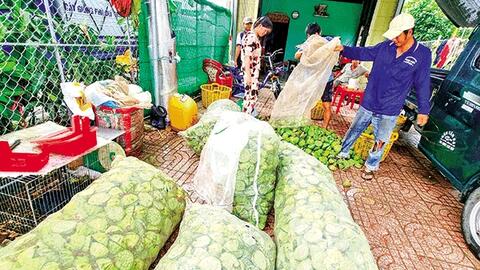 Giá gương sen tăng, ớt đạt mức giá cao kỷ lục, nhãn xuồng cơm vàng giảm giá 