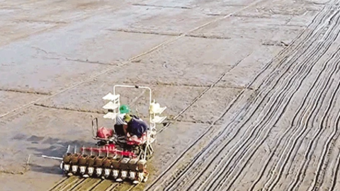 Hướng đi riêng của Hợp tác xã Sản xuất và Dịch vụ nông nghiệp Tấn Ðạt 
