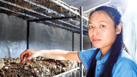 Mô hình trồng nấm rơm trong nhà hiệu quả bất ngờ 