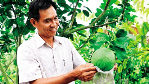 Làm giàu từ cây bưởi da xanh 