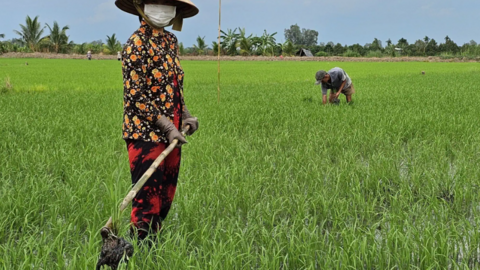 Chủ động giải pháp cho vụ lúa thu đông hiệu quả 