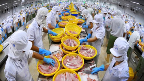Xuất khẩu cá tra Việt Nam khi được FTA CPTPP trợ lực