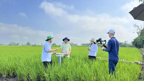 Tín hiệu tích cực từ vụ lúa hè thu ở Kiên Giang 