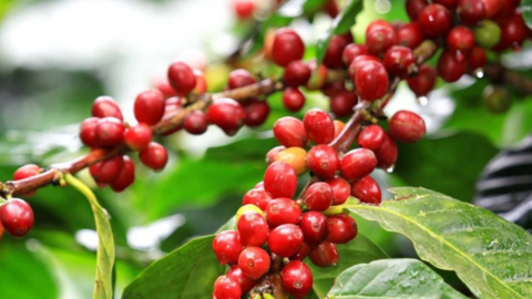 Thị trường cà phê nội địa cùng tăng 700 - 800 đồng/kg
