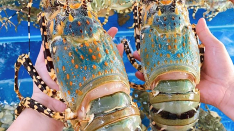 Thủy sản tươi, sống nhiều dư địa trên thị trường Trung Quốc